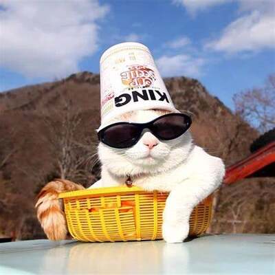 Chilling Cup Noodle Cat